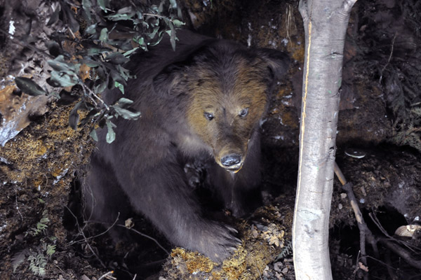 Department of Natural History - brown bear