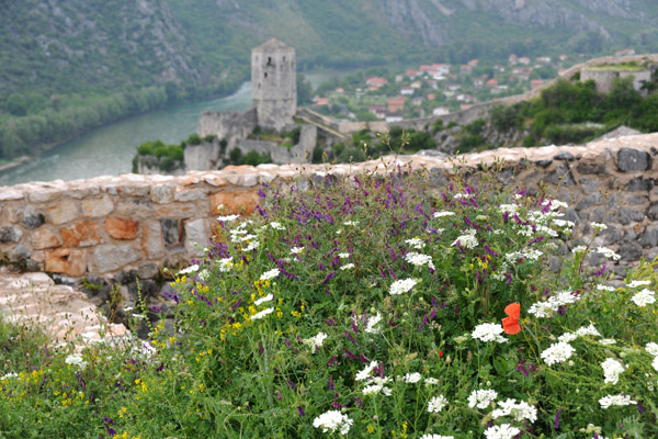 Wildflowers in the southern fort, Počitelj