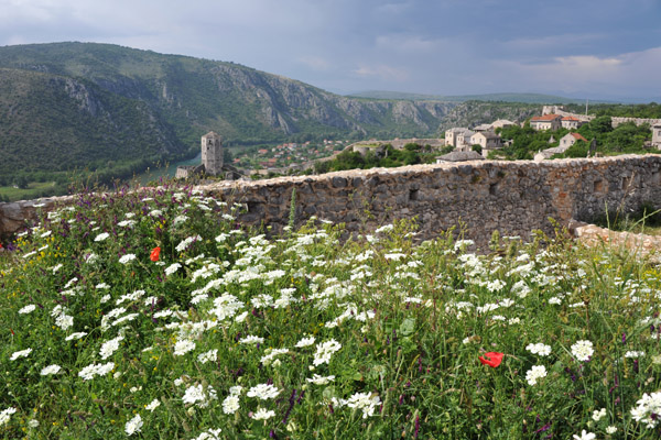 Wildflowers in the southern fort