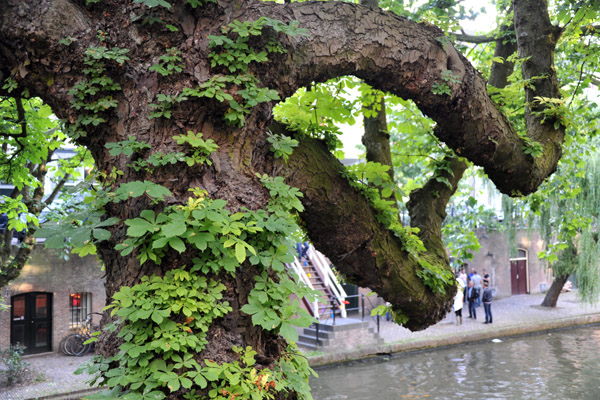 Old tree along the Oudegracht canal, Utrecht