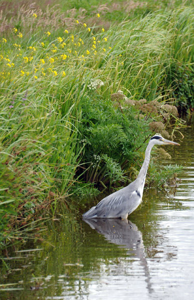 Blue Heron in a canal, Zaandijk