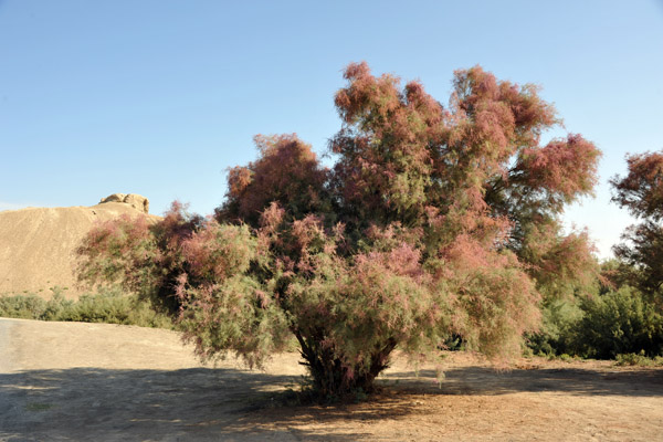 An interesting bush at Merv which changes color with the seasons