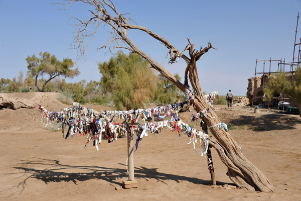 Sacred saxaul tree with cloth prayer strips