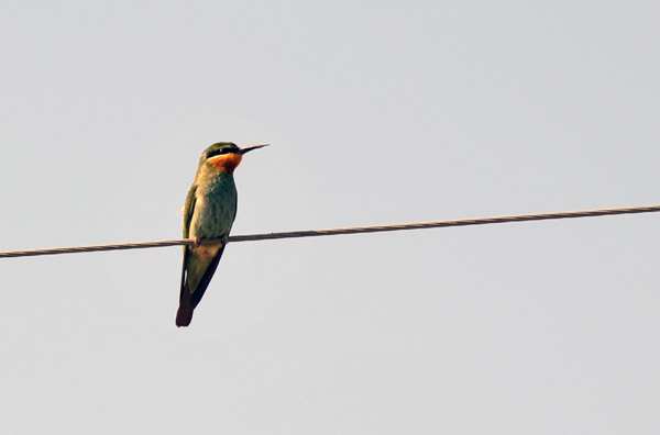 European Bee-eater (Merops apiaster), Merv, Turkmenistan