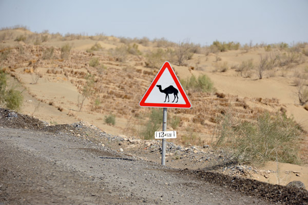 Caution - Camels