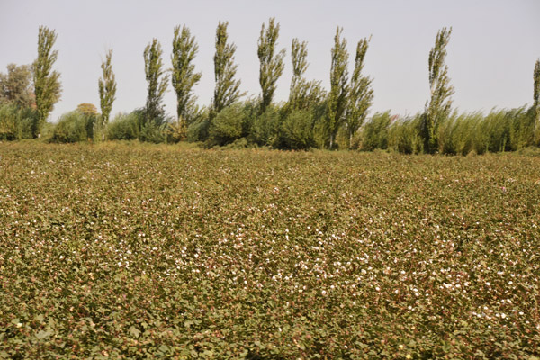 Cotton field, Trkmenabat