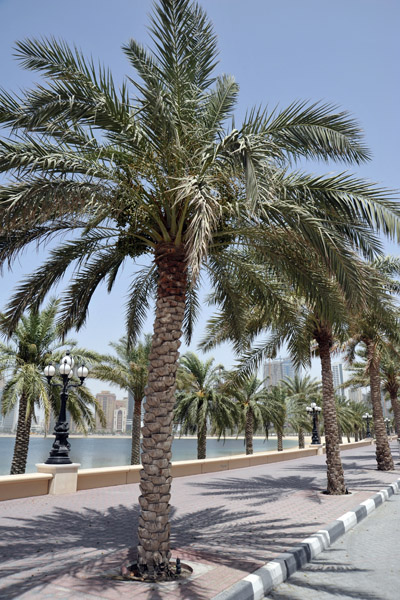 Palm trees living the Corniche al Khan