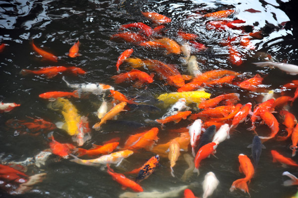 Carp in the fish pond of the Hu Xin Pavilion