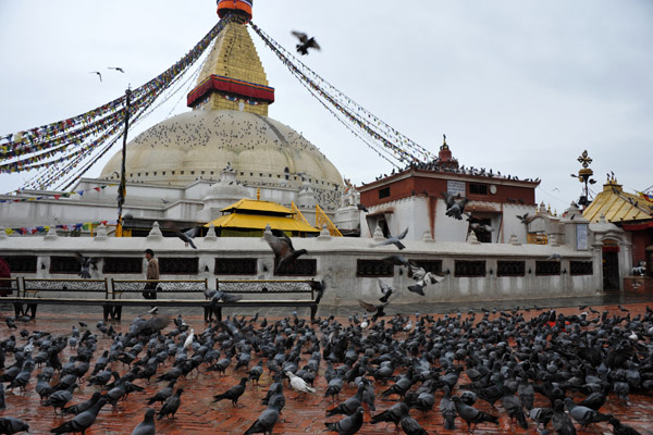Pigeons in front of Bodhnath Stupa