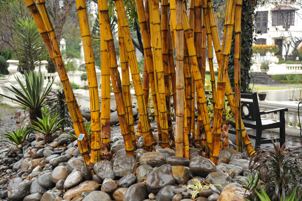 Bamboo, Garden of Dreams, Kathmandu