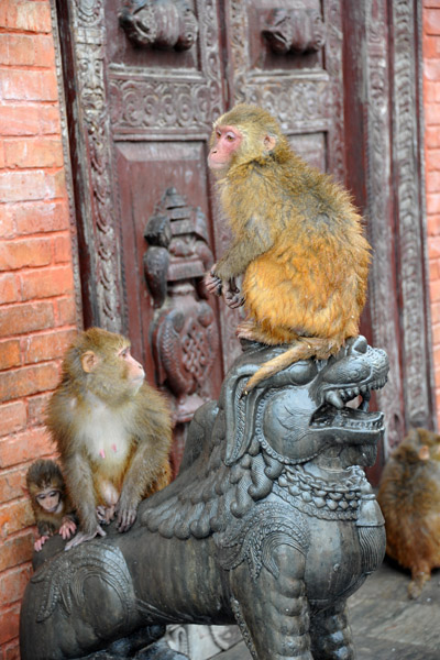 The macaques of Swayambhunath
