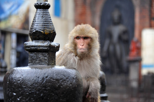 Wet monkey behind a small stupa at Swayambhunath