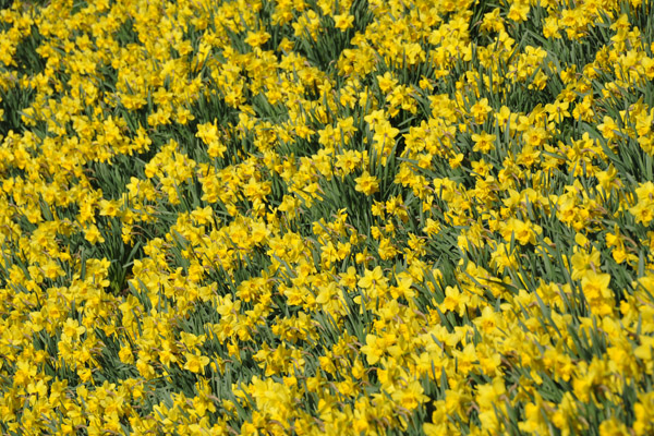 Yellow flowers by the Binnenalster, Hamburg
