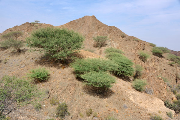 Desert vegetation