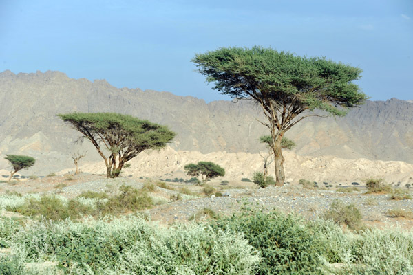 Acacia tree, Willayat Mahdah, Oman