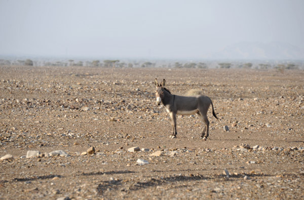 Donkey out alone in the stoney desert