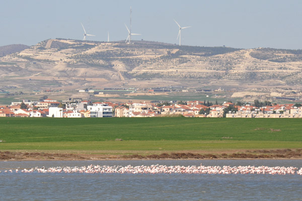 Flock of flamingos in Larnaca's Salt Lake