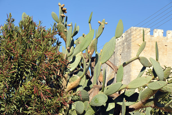 Prickly Pear Cactus, Cyprus