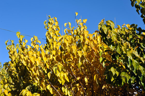 Autumn comes late to Cyprus