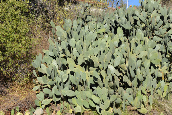Prickly Pear Cactus - Cyprus