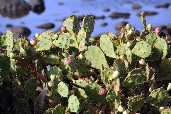 Prickly pear cactus, Cap-Verte, Senegal