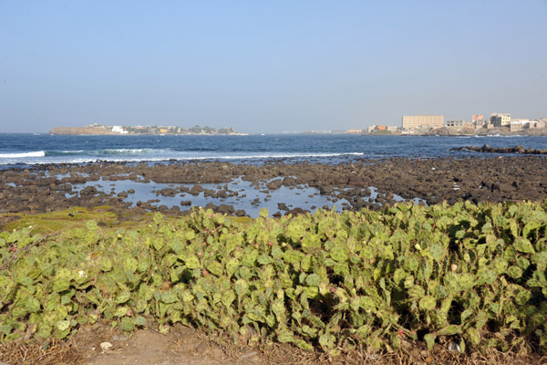 Prickly pear cactus on the rocky shore of Cap-Verte with the le de Ngor in the distance