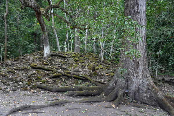 A pile of rubble along the jungle trail to the principal ruins is a collapsed Mayan structure