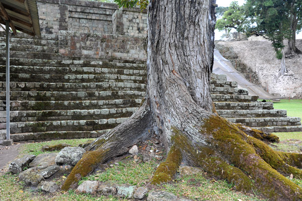 Twisted roots of a large tree growing next to Temple 9