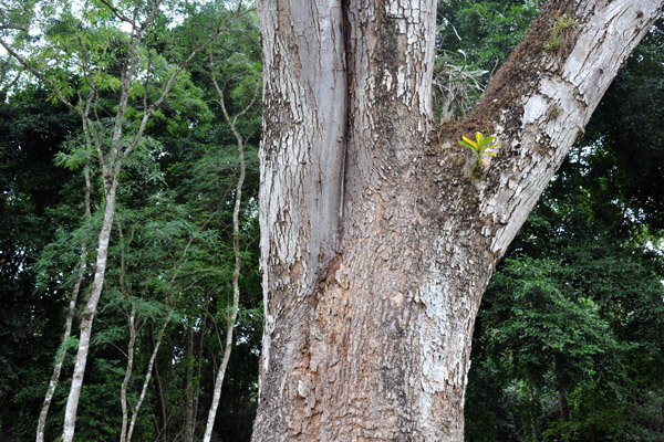 Ear Pod Tree (Guanacaste) left standing after the jungle was cleared from the Central Plaza