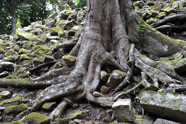 A large tree growing out of the Acropolis, Copan