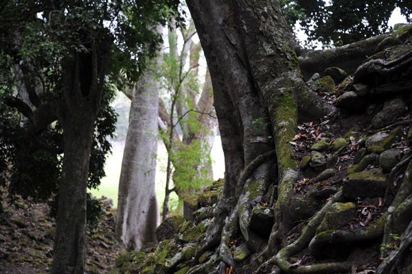 It's a jungle, Acropolis of Copan