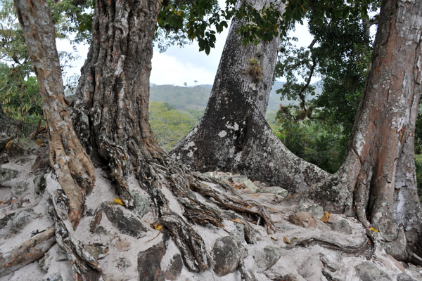 Trees growing out of the Acropolis, Temple 11, Copan