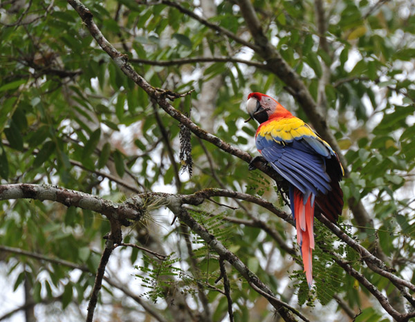 Scarlet Macaw in the trees at the ruins of Copan