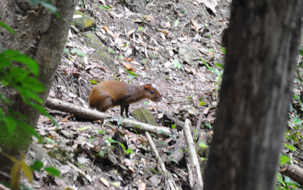 Wildlife at Copan - Central American Agouti, a giant rodent