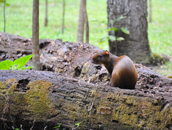 Central American Agouti on a log, Copan