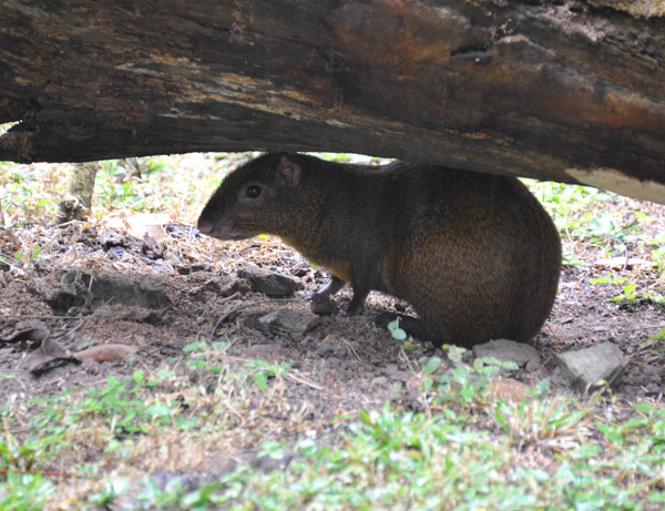 Central American Agouti under a log, Copan