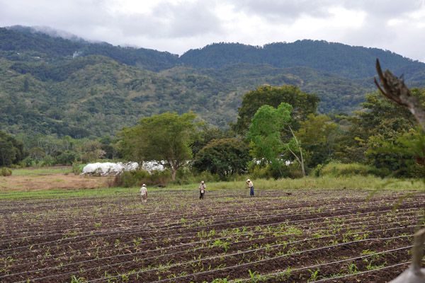 Walking back to Copan past farmers tending their field, Honduras