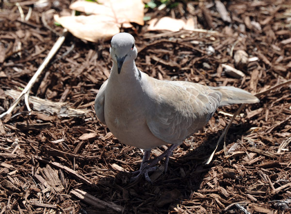 Eurasian Collared Dove (Streptopelia decaocto) - Miami Beach