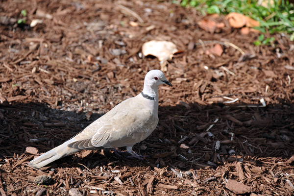Eurasian Collared Dove was introduced to the Bahamas in the 1970s and then spread to Florida