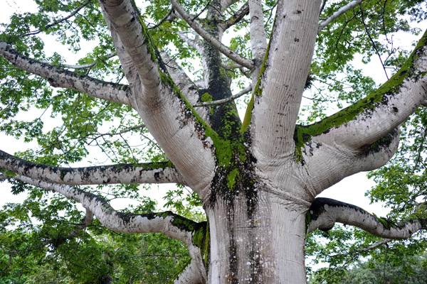 Ceiba pentandra, a large tropical tree near the beginning of the trail to the ruins