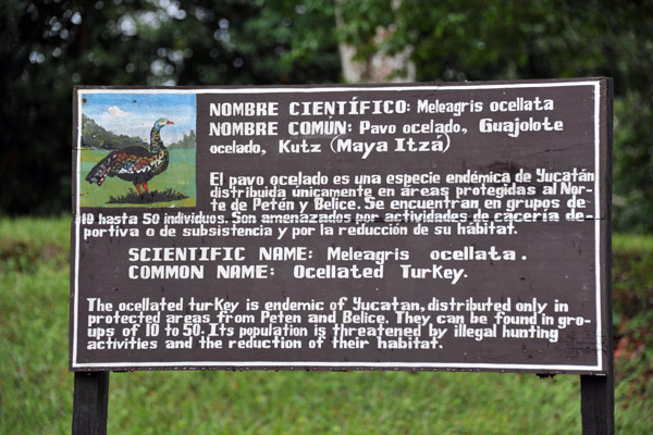 Wildlife information - Ocellated Turkey