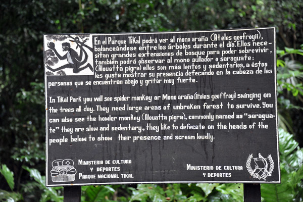 Wildlife information - Spider Monkeys (Mono araña)