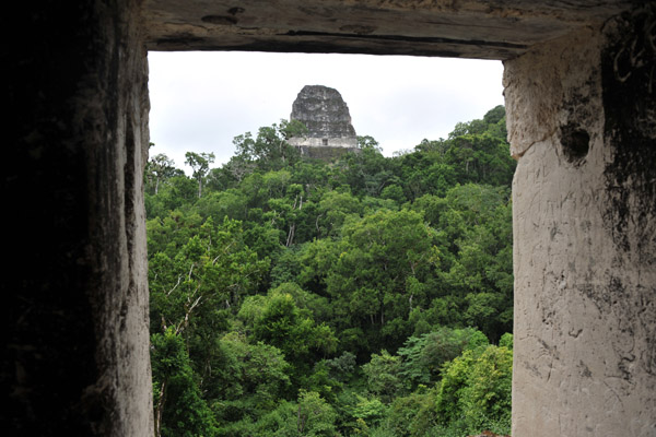 The peak of Templo V rising above the Petn jungle