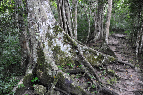 Path through the Tikal jungle