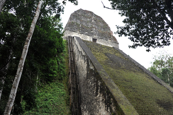 The massive Templo V of Tikal, 57m (187 ft)