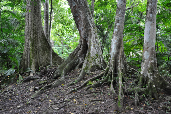 Jungle of the Lost World, Tikal