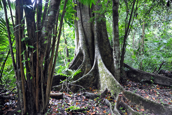 Jungle of Tikal