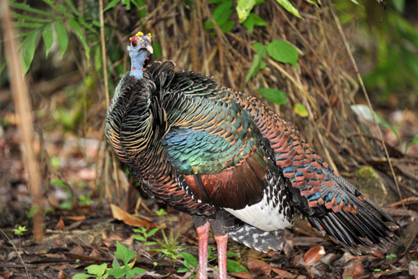 Ocellated Turkey (Meleagris ocellata)