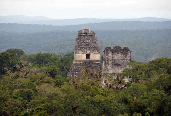 The two main pyramids of Tikal's Gran Plaza (Temple I & II) from the top of Temple IV