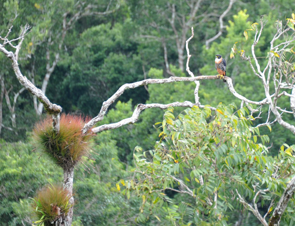 Orange-breasted Falcon (Falco deiroleucus)